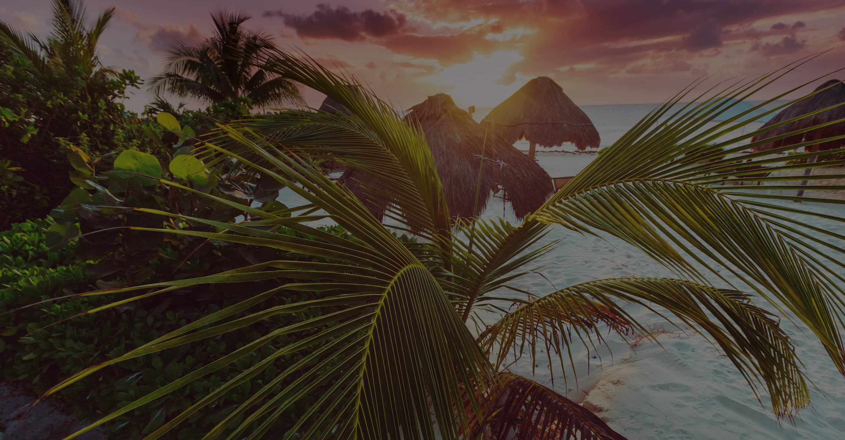 Palm trees