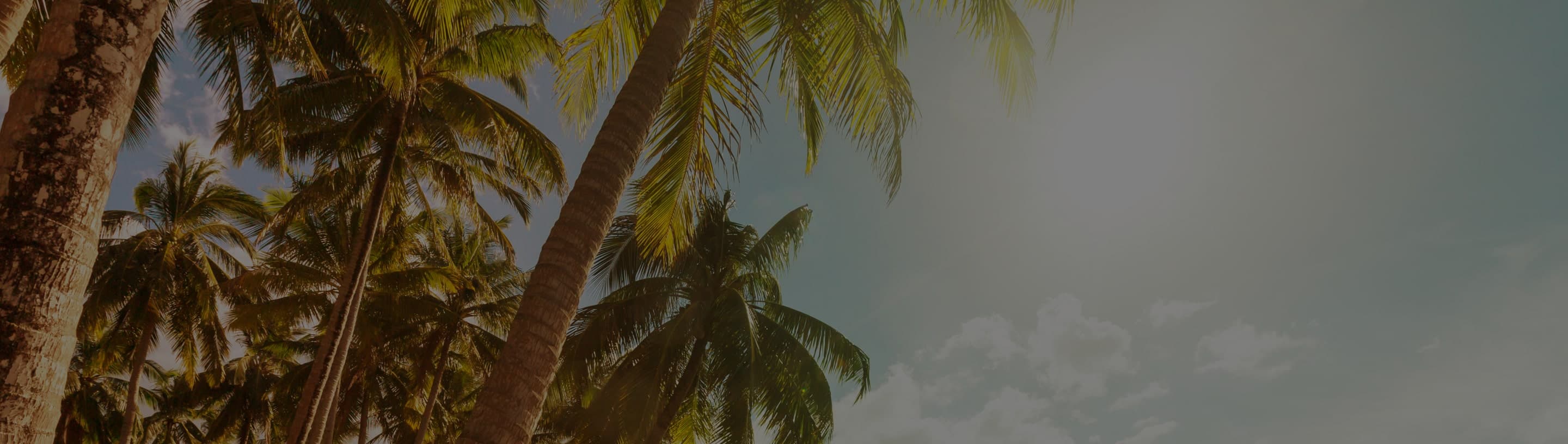 Palm trees