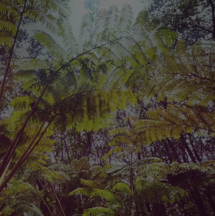 Transcription