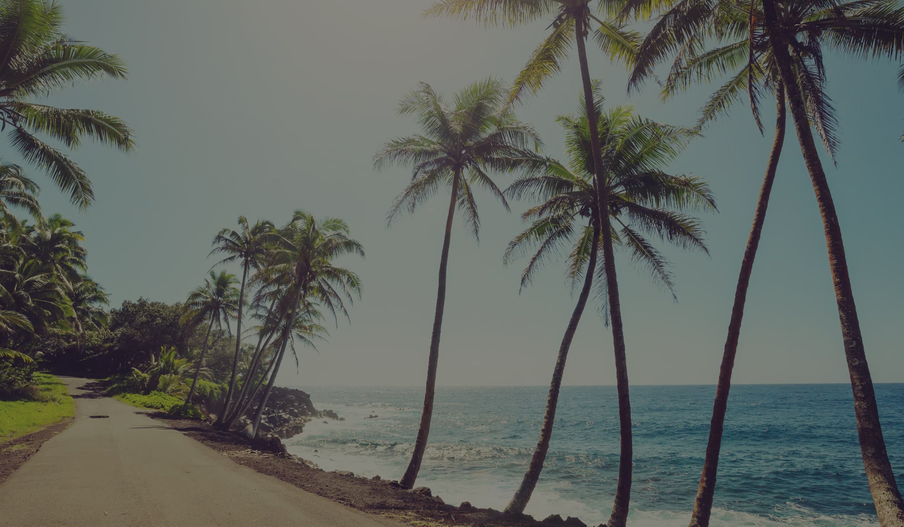 Palm trees
